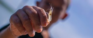person-holding-prawn