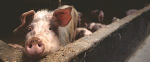 pig-in-an-indoor-farm