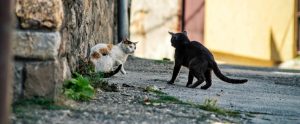 stray-cats-confronting-each-other