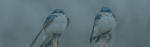 two birds