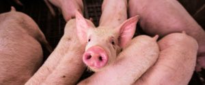 adorable-pig-showing-their-nose
