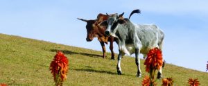 cows-on-a-field-orange-plants