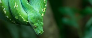 green-snake-looking-down