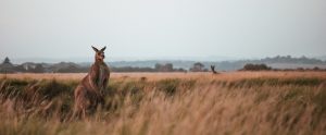 kangaroos-in-the-outback