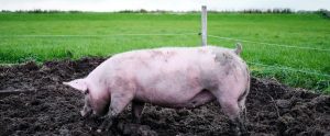 pig-in-mud-in-pen