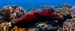 red-octopus-above-coral