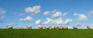 sheep-walking-along-a-field