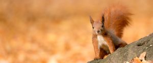 squirrel-on-a-tree-trunk
