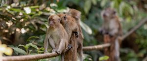 Long-Tailed-Macaques