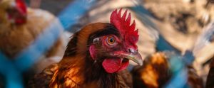 brown-chicken-through-fence