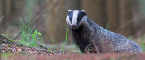 eurasian-badger