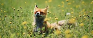 fox-basking-in-a-field