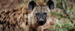 hyena protected area