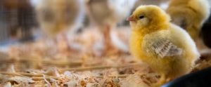 baby-chick-looking-to-the-left