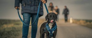 black-dog-being-led-on-leash