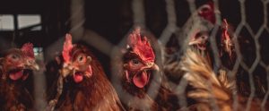brown-chickens-viewed-behind-wire