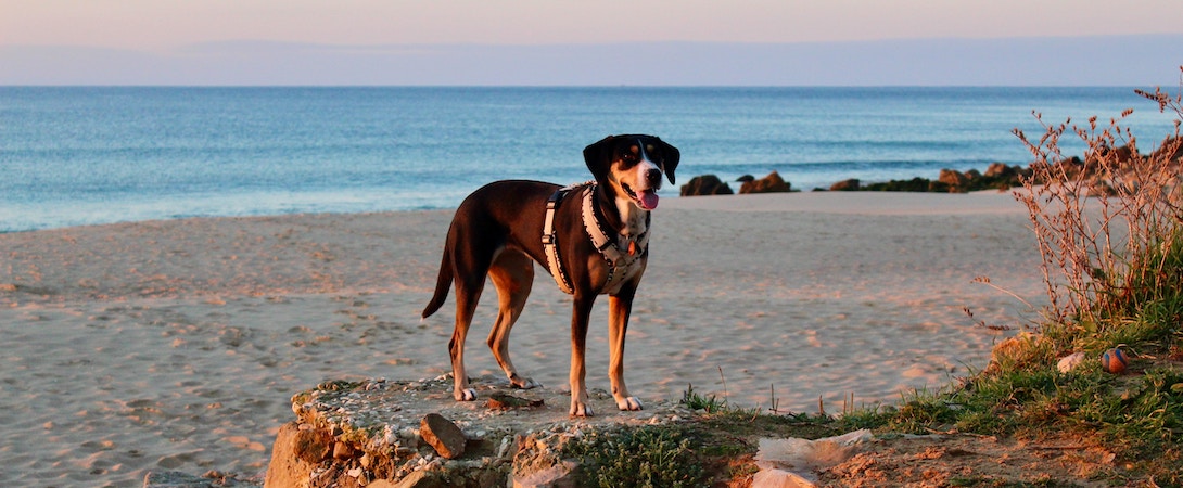 dog-on-the-beach
