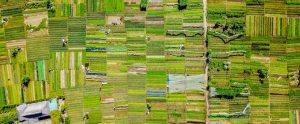 green-vegetable-fields-aerial-view