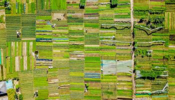 green-vegetable-fields-aerial-view