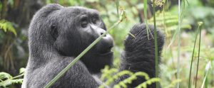 mountain-gorilla-volcanoes-park