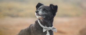 senior-dog-with-bowtie