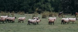 sheep-farm-chile