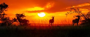 animal silhouette at sunset