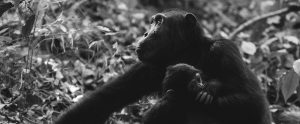 chimp mother and child