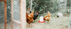 companion-chickens-in-a-yard