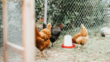 companion-chickens-in-a-yard