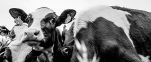 cows closeup grayscale