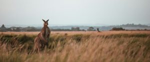 kangaroo standing in a field