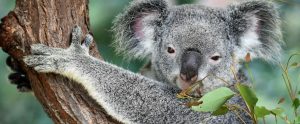 koala in a tree