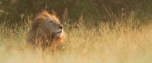 lion in the grass