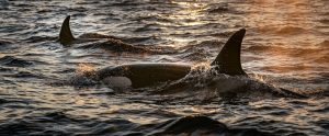 orcas in the water
