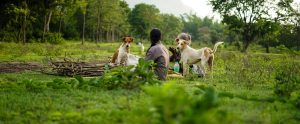 person with two brown dogs