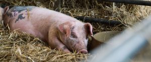 pig-lying-in-hay-beside-water