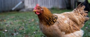 pretty-hen-in-many-shades-of-brown