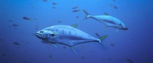 tuna in the water