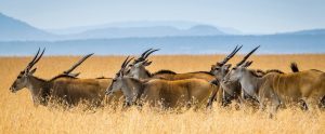 A herd of antelopes