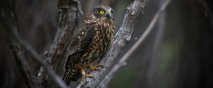 Morepork also known as a Rūrū