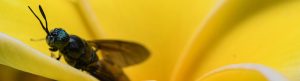 black soldier fly on a yellow flower