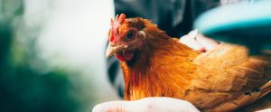 chicken being held
