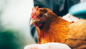 chicken being held