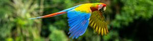 colorful parrot flying in nature
