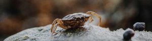 cute crab on a gray rock