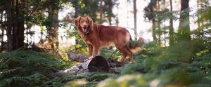 dog in a forest