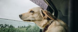 dog looking out the window in the rain