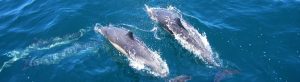 dolphins swimming in ocean
