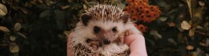 hedgehog being held